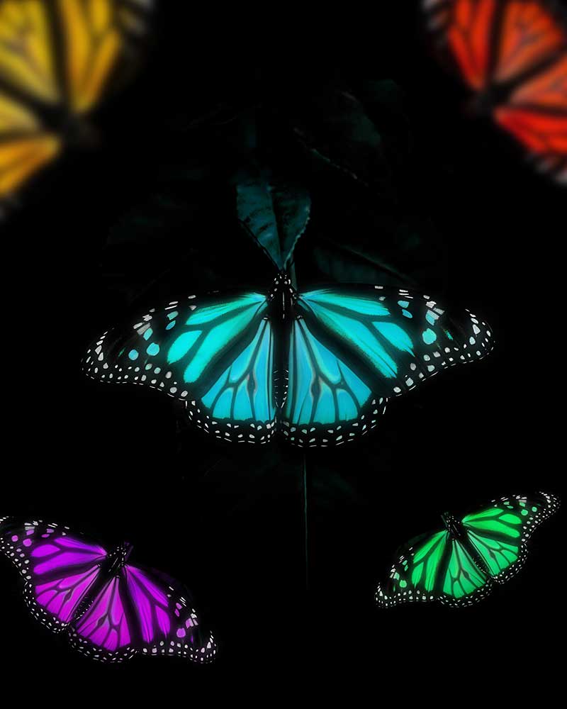 Colorful Butterflies