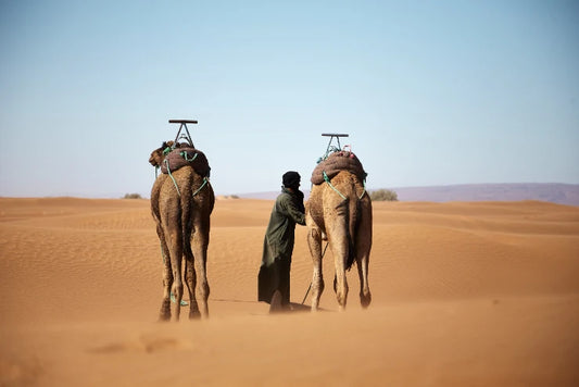 Wide Shot Male Two Camels Walking Moroccan Desert Daytime