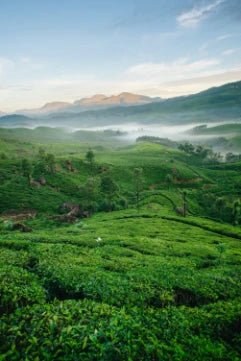 Munnar Tea Plantations With Fog Early Morning