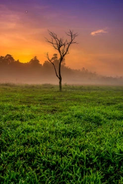 Bare Tree Field Against Sky Sunset
