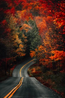Vertical Shot Curvy Road Forest Covered Yellowing Trees Dried Leaves Autum