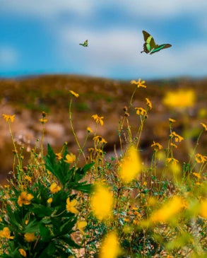 Spring Scene With Flowers Butterfly