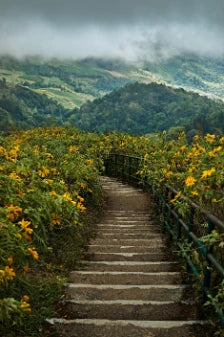 Rear View Woman Walking Steps