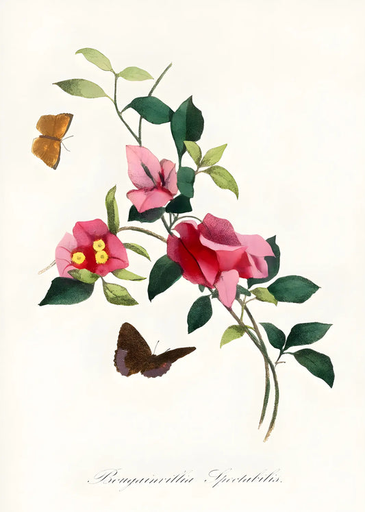 سمفونية أحمر الخدود الدانتيل